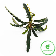 Bucephalandra alamanda 'V1