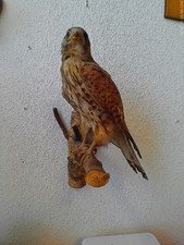 A - 056  Präparat  Turm Falke (Falco tinnunculus) gung1978 mit Verkaufs Beschein