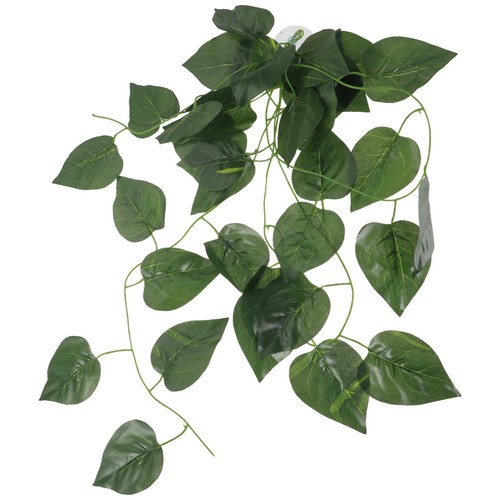 Terrarienpflanzen