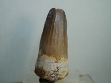 Spinosaurus Zahn, original Dinosaurier Zahn, 6,2cm / Dinosaur tooth, fossil