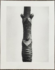 Karl Blossfeldt, Rosskastanie