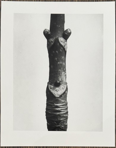 Karl blossfeldt rosskastanie - karl,