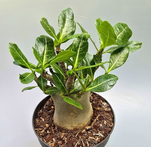 Sehr schöne adenium baobab - schöne,