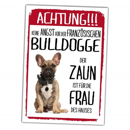 Französische bulldogge dog - französische,