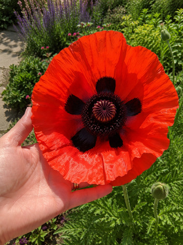 21xx papaver poppy orange - 21xx,