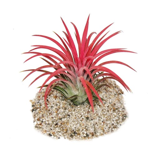 Exotenherz tillandsia - exotenherz,
