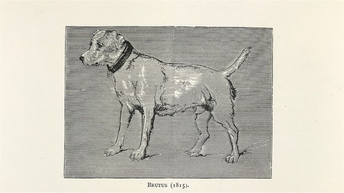 Brutus von edwin landseer 1869 - landseer,