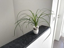 Mini Elefantenfuß-Pflanze