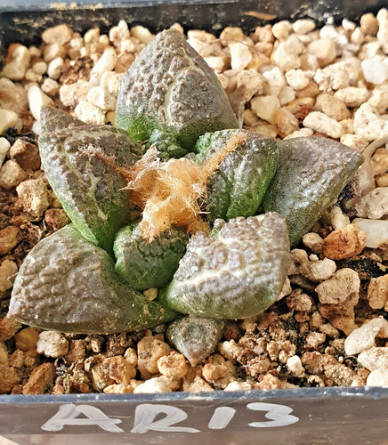 Ariocarpus auf eigenen wurzeln - ariocarpus,