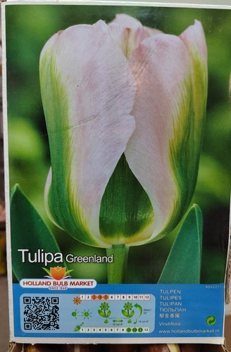 Tulpen - @//(◕‿◕)\@,