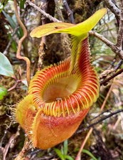 Nepenthes villosa lowii - nepenthes,