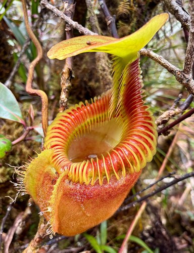 Nepenthes villosa lowii - villosa, x