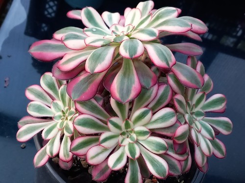 Aeonium chanel - aeonium,