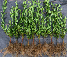 Liguster (Ligustrum vulgare)