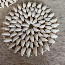 Kauri Muscheln