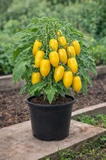 9 Gemüse Pflanzen Set Tomaten