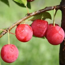 Pflaumenbaum 1a-plant Milanka Bunte Kirschpflaume Buschbaum Halbstamm