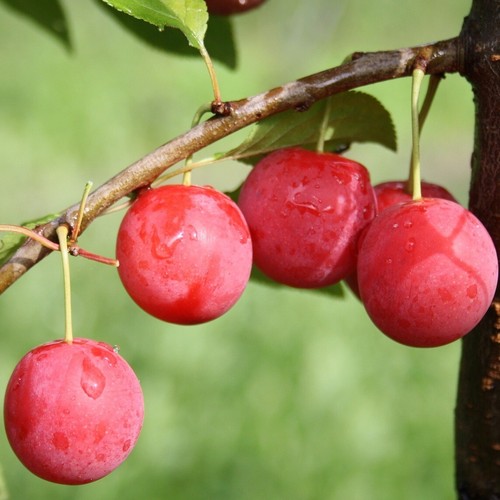 Pflaumenbaum plant milanka - pflaumenbaum,