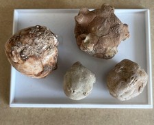 Neoplatycrinus dilatatus