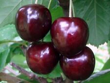 Süßkirsche KORDIA 120-150 cm hoch