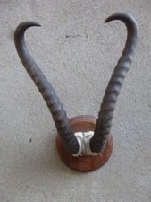 Springbock Trophäe / Antilope