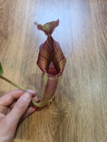 Nepenthes lvb veitchii x - [lvb], [(veitchii