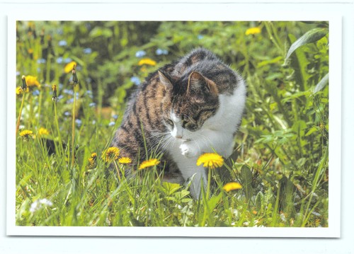 Postkarte katze - 18°,