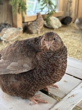 🐥Wachtel Bruteier, Bunt