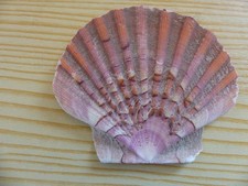 Jakobsmuschel, Pilgermuschel, Santiago de Compostela