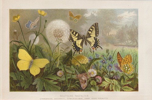 Schmetterlinge tagfalter - schmetterlinge,