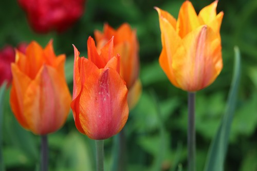 Tulpenzwiebeln nino - 20,