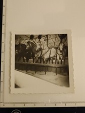 Foto Circus Zirkus Pferde