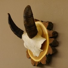 Mufflon (Ovis gmelini musimon) Mini Widder Geweih Schädeltrophäe HL 12,4 cm