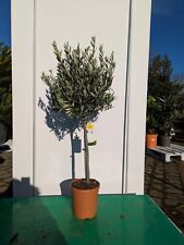 Olea europaea 110–130cm Olivenbaum Hochstamm mediterrane Pflanze winterfest