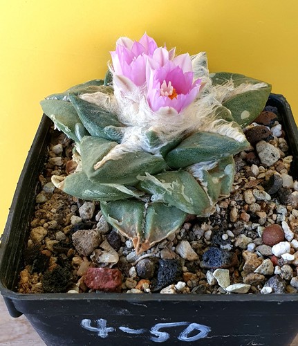 Ariocarpus spec auf eigenen - spec.,