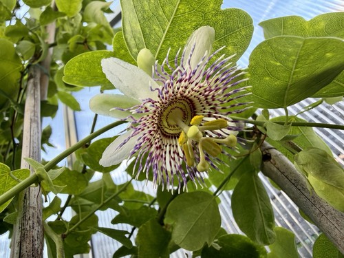 Passiflora elegans stecklinge - passiflora,