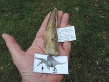 riesiger Zahn vom Spinosaurus