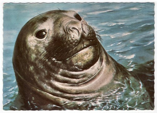 Postcard smiling seal - postcard, 1967