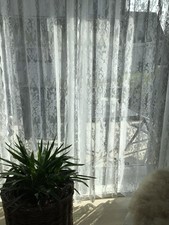 Vorhang Spitzengardine Rosen