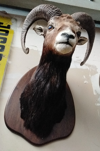 Mufflon widder geweih - mufflon,