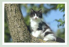 1 AK Katze "Logenplatz" - NEU