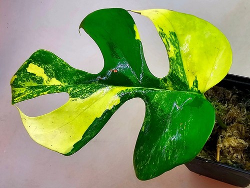 Sehr schöne rhaphidophora - sehr,