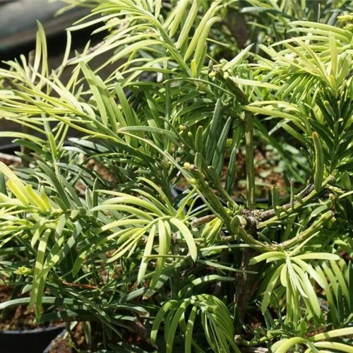 Cephalotaxus fortunei - ,