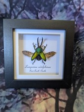 Grüner Sägezahn Käfer