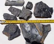 Fossile Blätter Farne