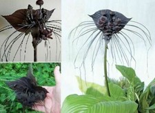 Schwarze Fledermausblume für