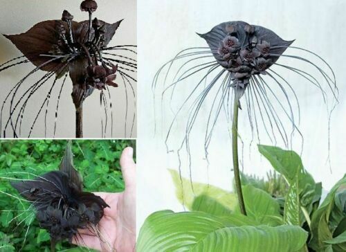 Schwarze fledermausblume für - schwarze,