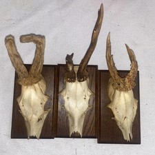 Abnorme   3 Geweihe Geweih