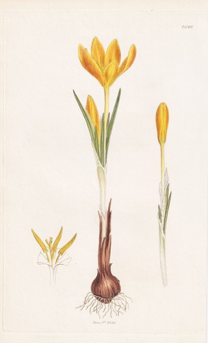Crocus aureus krokusse - aureus,