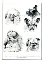 Hundeausstellung Berlin 1927 Skye Terrier Bulldogge Pudel Old English Sheepdog 